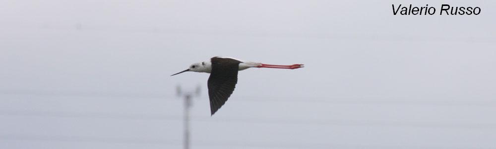 Himantopus himantopus -laguna de Fuente piedra (Malaga)